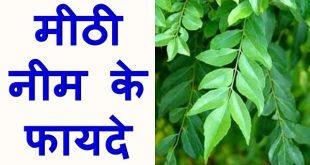 Know the benefits of sweet neem, curry leaf